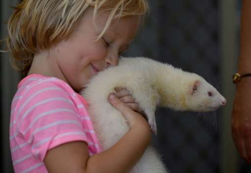Four year-old Sammi Smith carrying Fideo, a three-year-old male albino ferret