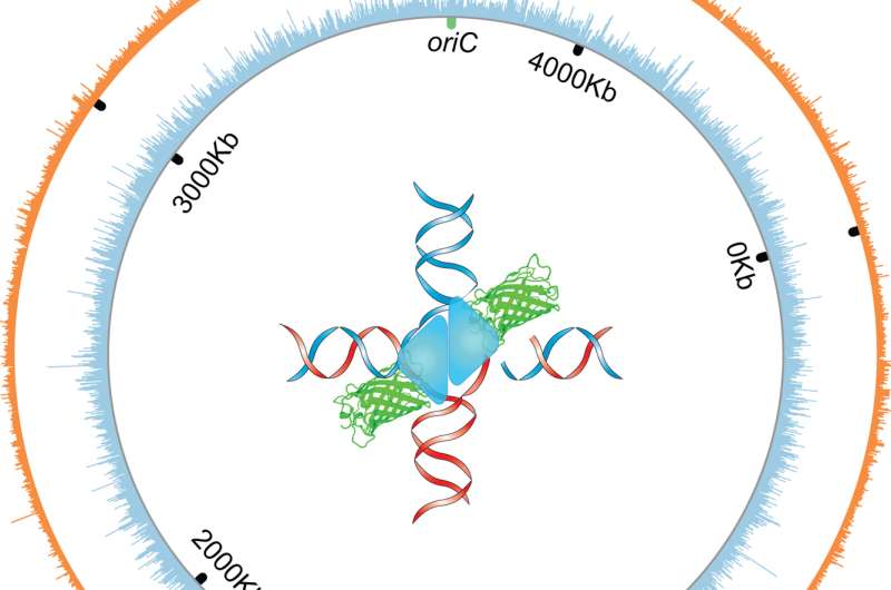 'Freeze-frame' proteins show how cancer evolves