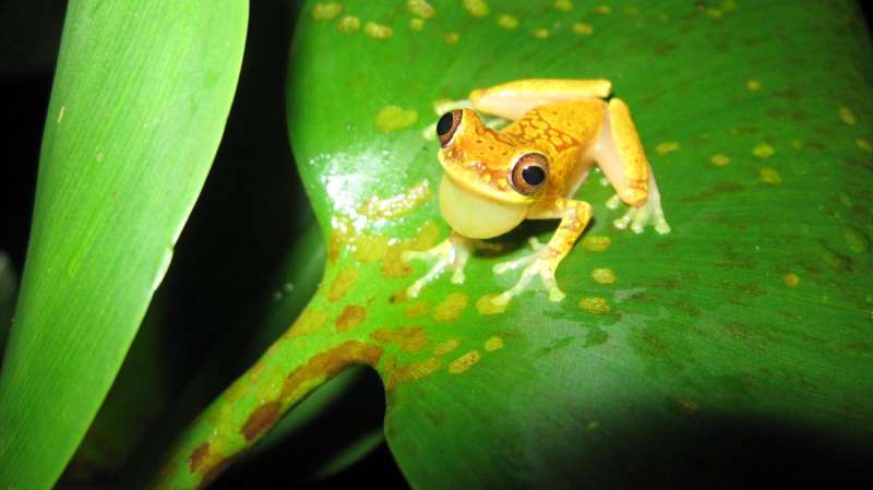 Frogs that can take the heat expected to fare better in a changing world
