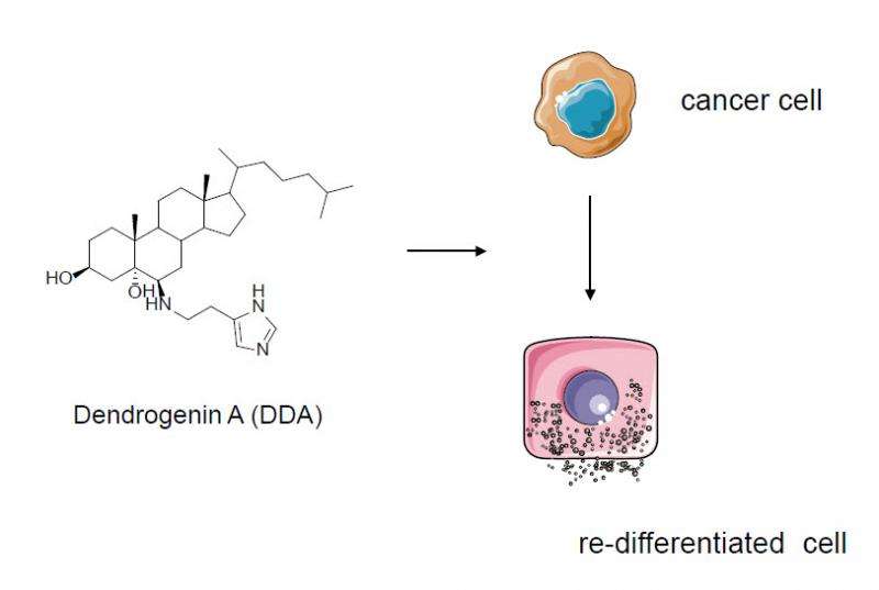 From tamoxifen to dendrogenin A: Discovery of a mammalian tumor suppressor metabolite