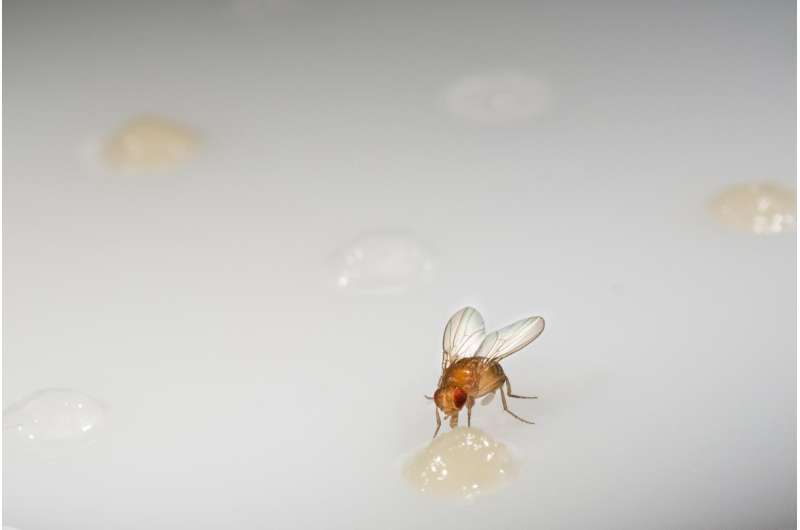 Fruit flies: Food, camera, action!