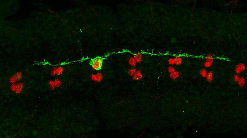 Fruit fly neurons hold the key to the molecular causes of mental diseases