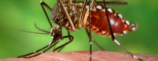 Full genomic sequencing of Zika could help unlock virus's secrets