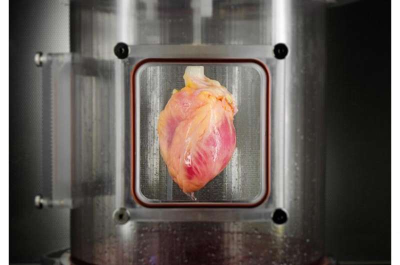 Functional heart muscle regenerated in decellularized human hearts