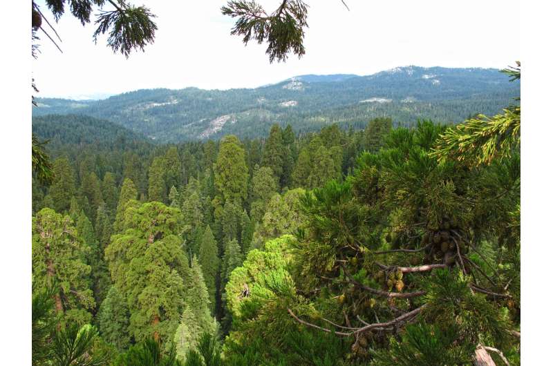 Functional traits of Giant Sequoia crown leaves respond to environmental threats