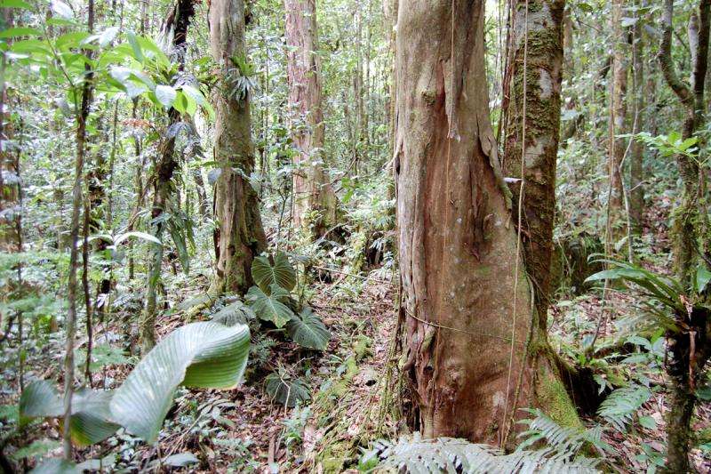 Fungi are at the root of tropical forest diversity -- or lack thereof, study finds