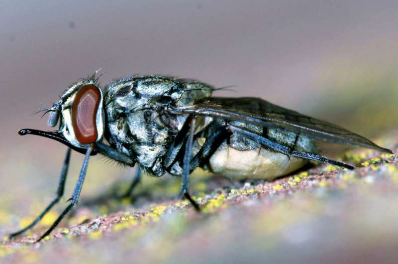 Fungi can be used to control filth fly adults and reduce egg laying