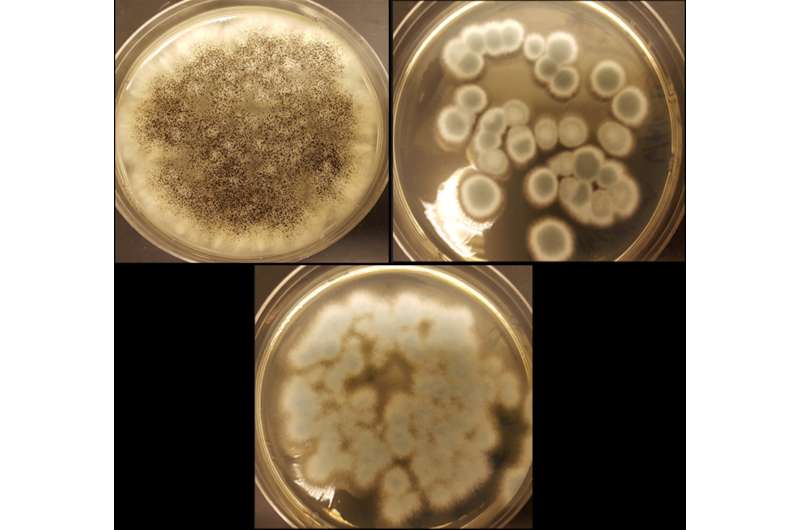 Fungi recycle rechargeable lithium-ion batteries