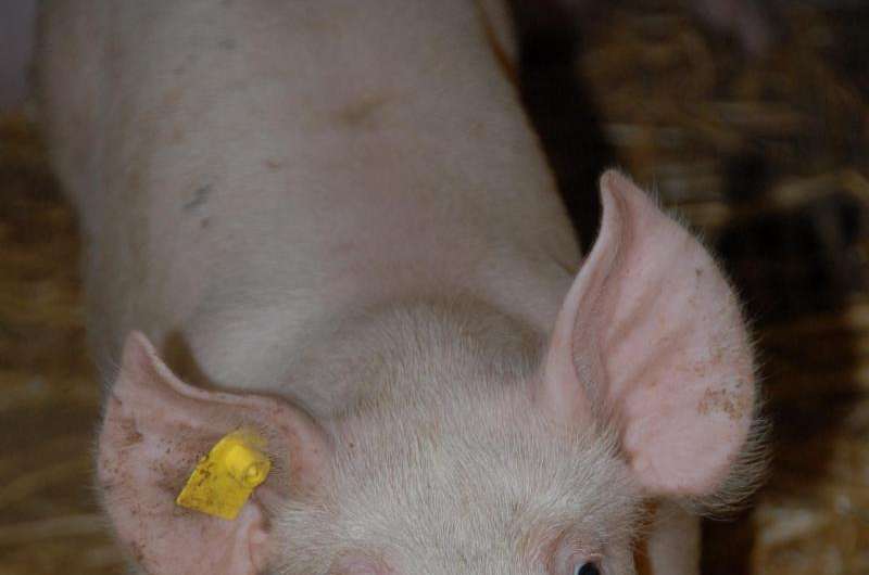 Fungus a possible precursor of severe respiratory diseases in pigs