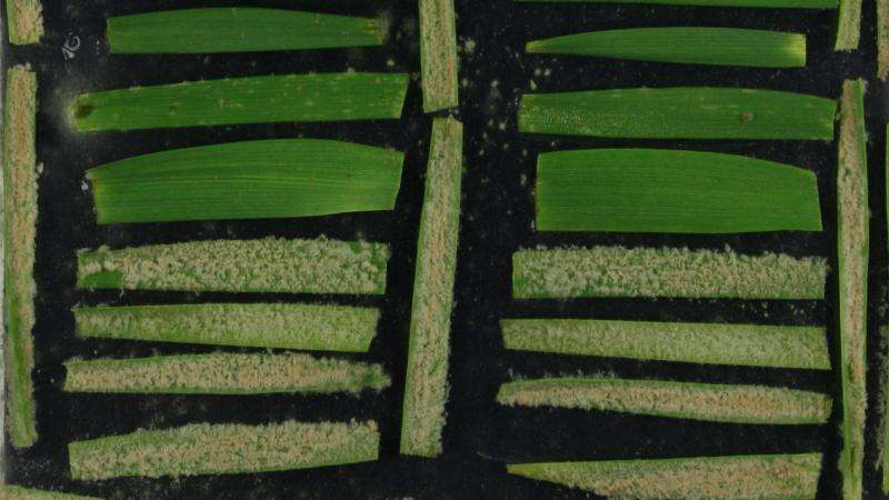 Fungus attacks new type of grain thanks to an evolutionary trick