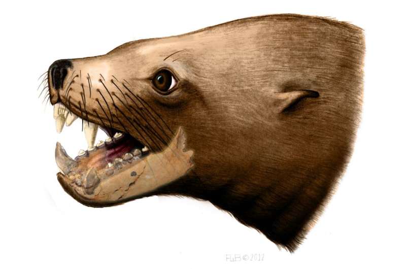 Further evidence found against ancient 'killer walrus' theory