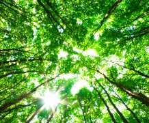 Future increase in plant photosynthesis revealed by seasonal carbon dioxide cycle
