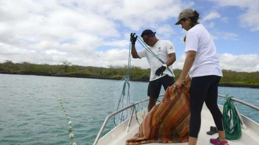 Galapagos National Park Marine Investigations team monitor shark activity in the area on June 5, 2013