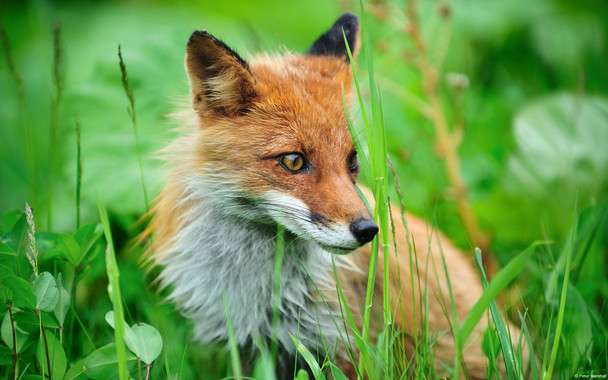 Galician red foxes present low levels of toxic metals in their bodies