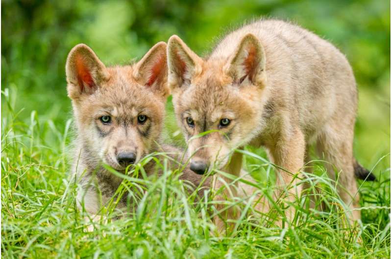'Gambling' wolves take more risks than dogs