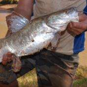 Game of catfish and mouse in Pilbara river