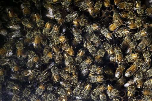 Garden-care giant to drop chemicals linked to bee declines