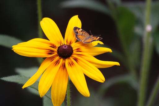 Gardeners can help protect butterfly populations