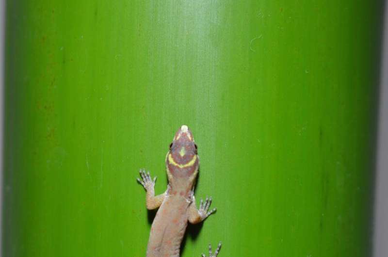 Gecko study offers evidence that small morphological changes can lead to large changes in function