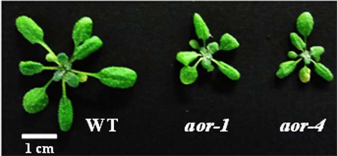 Gene protects against toxic byproducts of photosynthesis, helping plants to "breathe"