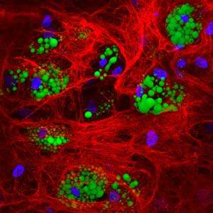 Generating brown fat cells from bone marrow-derived stem cells could transform the treatment of metabolic disorders