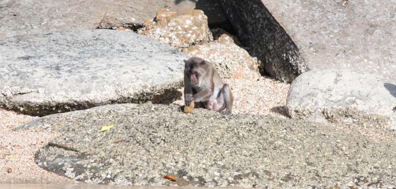 Generations of macaques used 'tools' to open their oysters and nuts