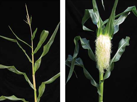 Gene that determines floral sex may be key to new hybrid seeds