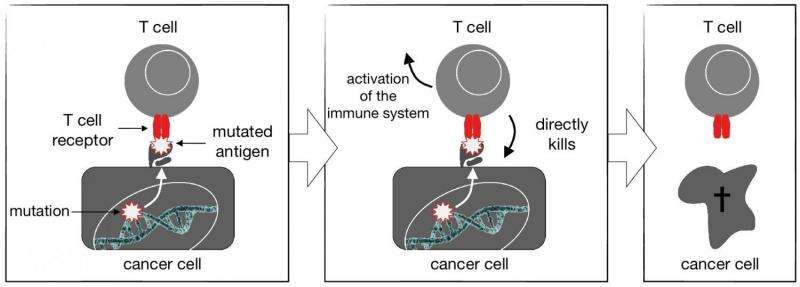 Gene therapy: T cells target mutations to fight solid tumors