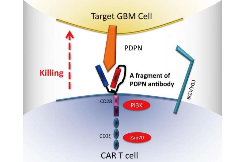Genetically engineered immune cell therapy found to boost survival in mice with brain tumors