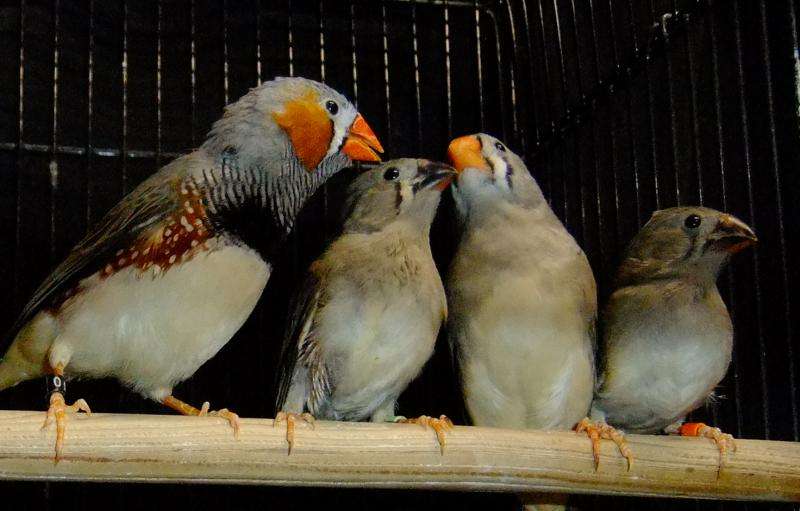 Genetic influence in juvenile songbird babblings