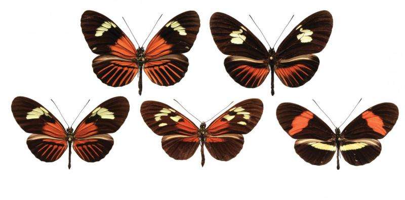 Genetic 'paint box' shuffled between butterfly species to create new wing patterns