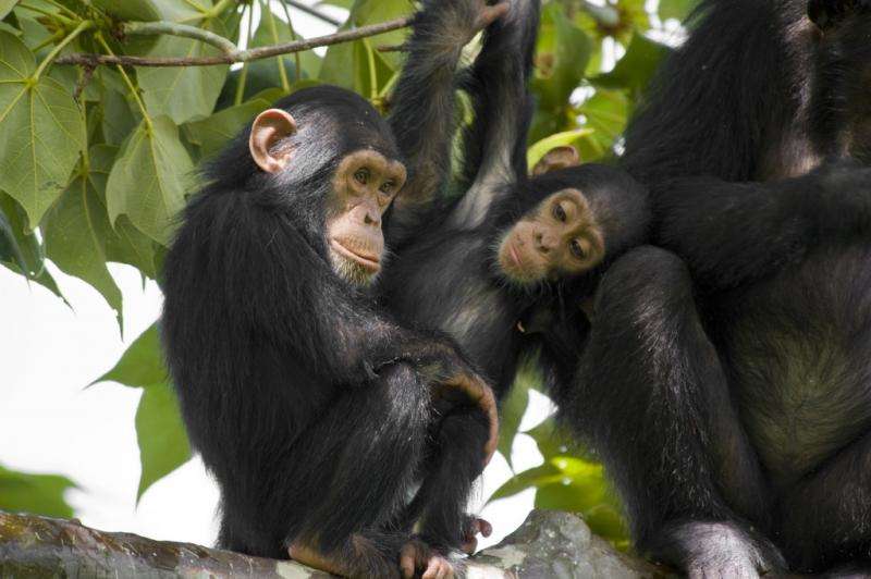 Genetics and brain regions linked to sex differences in anxiety-related behavior in chimpanzees