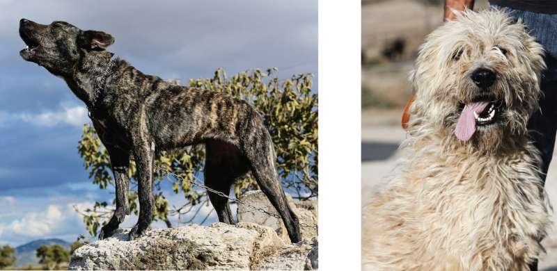 Genome of fiercely protective Fonni's Dog reflects human history of Sardinia
