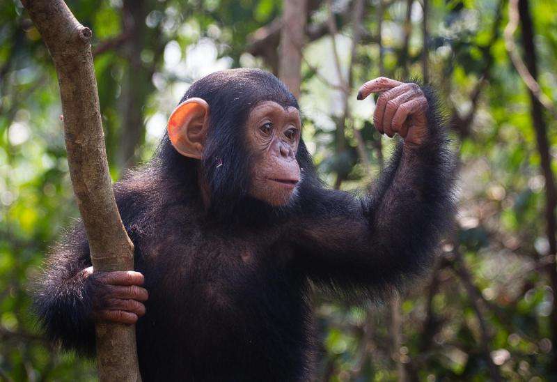 Genomes of chimpanzee parasite species reveal evolution of human malaria