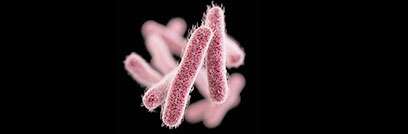 Genomic sequencing illuminates recent Shigella outbreaks in California