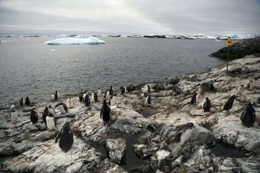 Gentoo penguins pictured on the shore of Vernadsky Research Base, a Ukrainian Antarctic Station at Marina Point on Galindez Isla