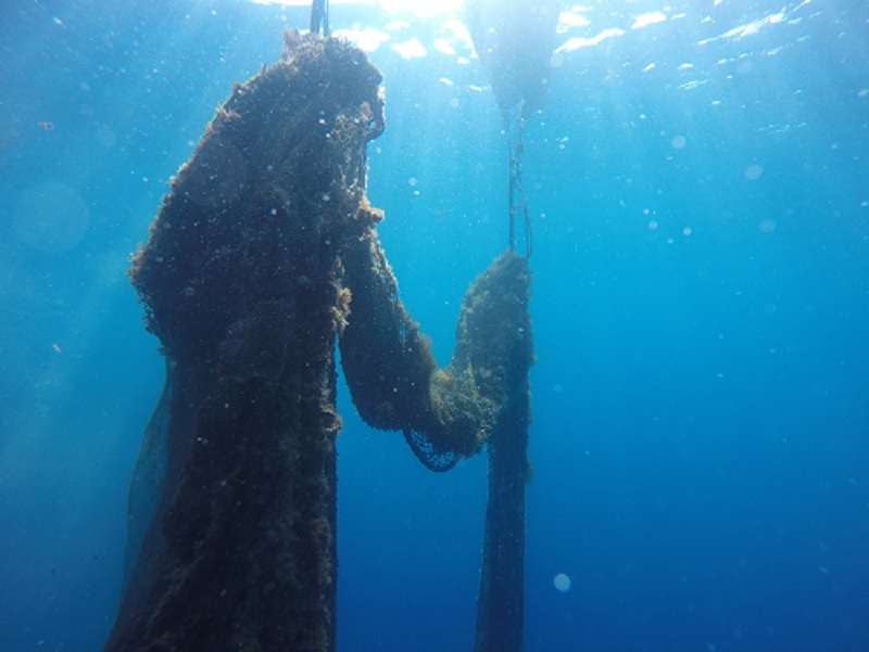 Ghost fishing net removed in the Medes Islands marine reserve in Catalonia