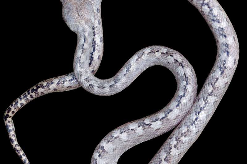 'Ghost snake' discovered in Madagascar