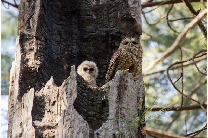Giant forest fires exterminate spotted owls, long-term study finds
