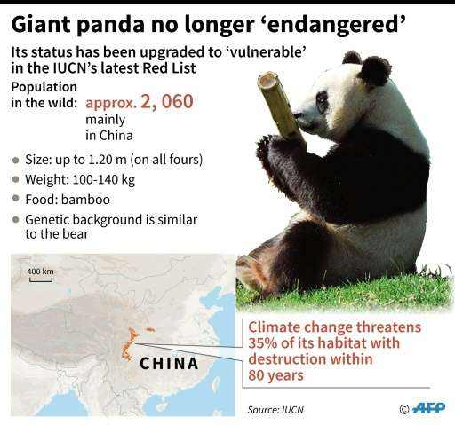 Giant Panda as it moves off the 'Endangered' list down to 'Vulnerable' in the latest Red List issued by the International Union 