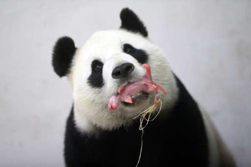 Giant panda Hao Hao holds her cub in her mouth at the Paira Daiza zoo in Belgium on June 2, 2016