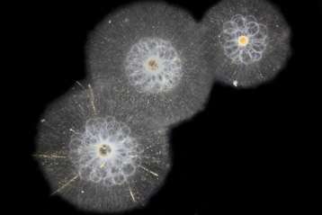Giant plankton gains long-due attention