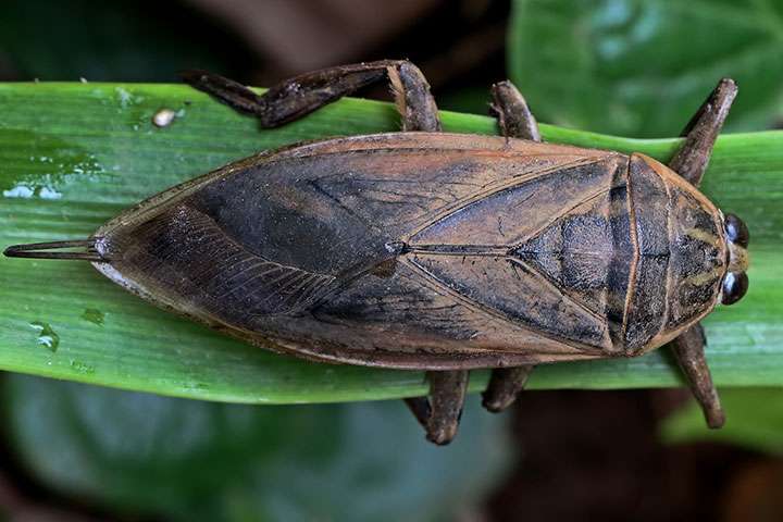 Giant thai insect reveals clues to human heart disease