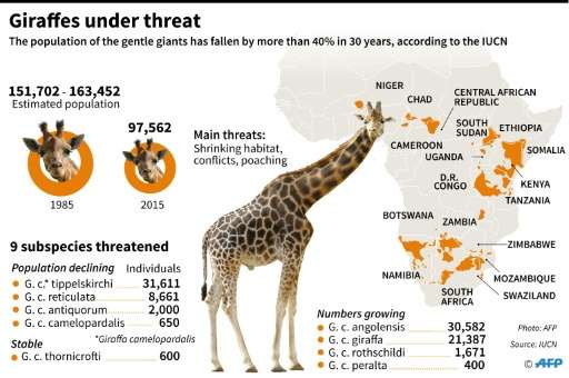 Giraffes under threat