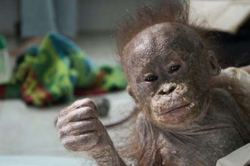 Gito, a baby orangutan, receives treatment following his rescue