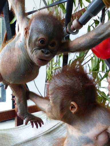 Gito (L), a baby orangutan, playing with other baby orangutans two months after being rescued, after being dumped under the baki
