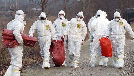 Gloomy start to year of rooster as bird flu hits South Korea
