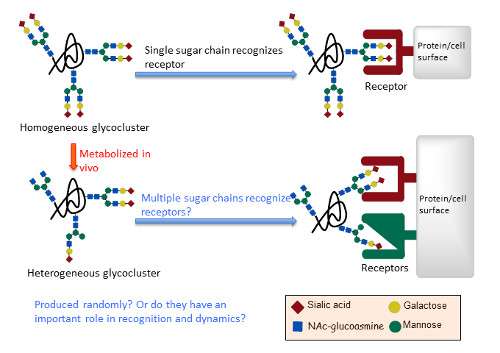 Glycocluster design could lead to targeted drug delivery