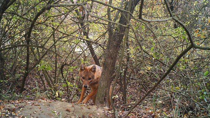Golden jackals might be settling in the Czech Republic, hint multiple observations