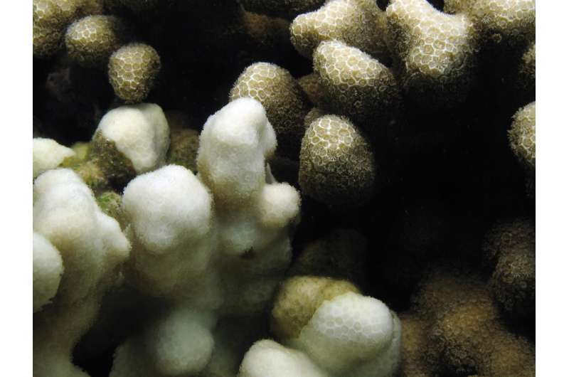 Good bacteria vital to coral reef survival